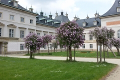 Pillnitz-Fliederhof