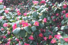 Pillnitz-Kamelie